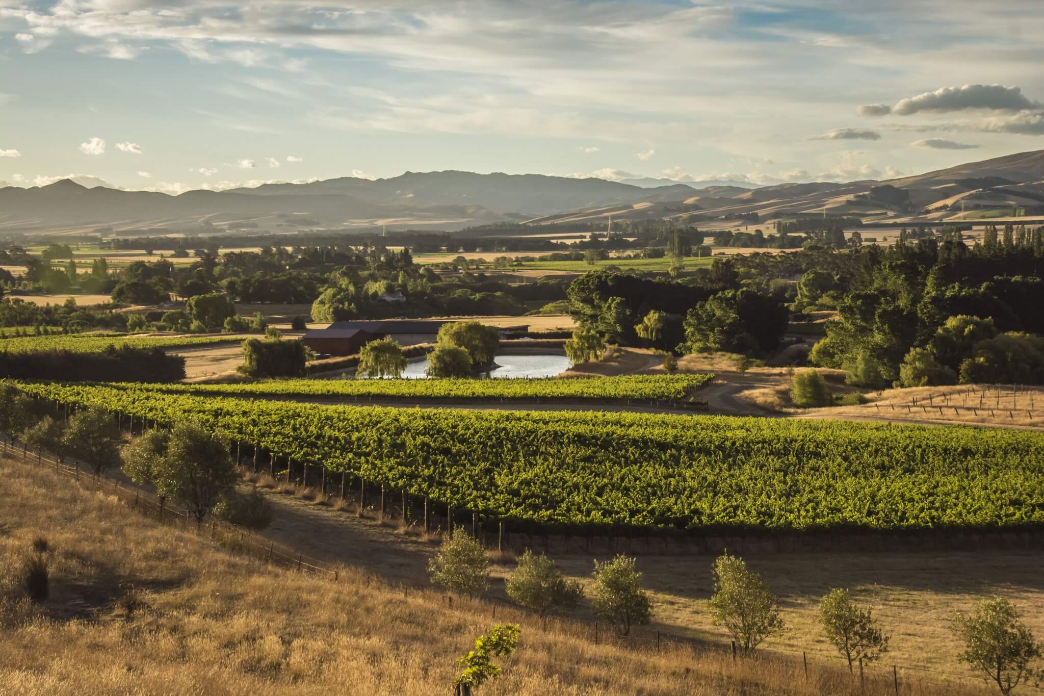 organically grown Greystone vineyards