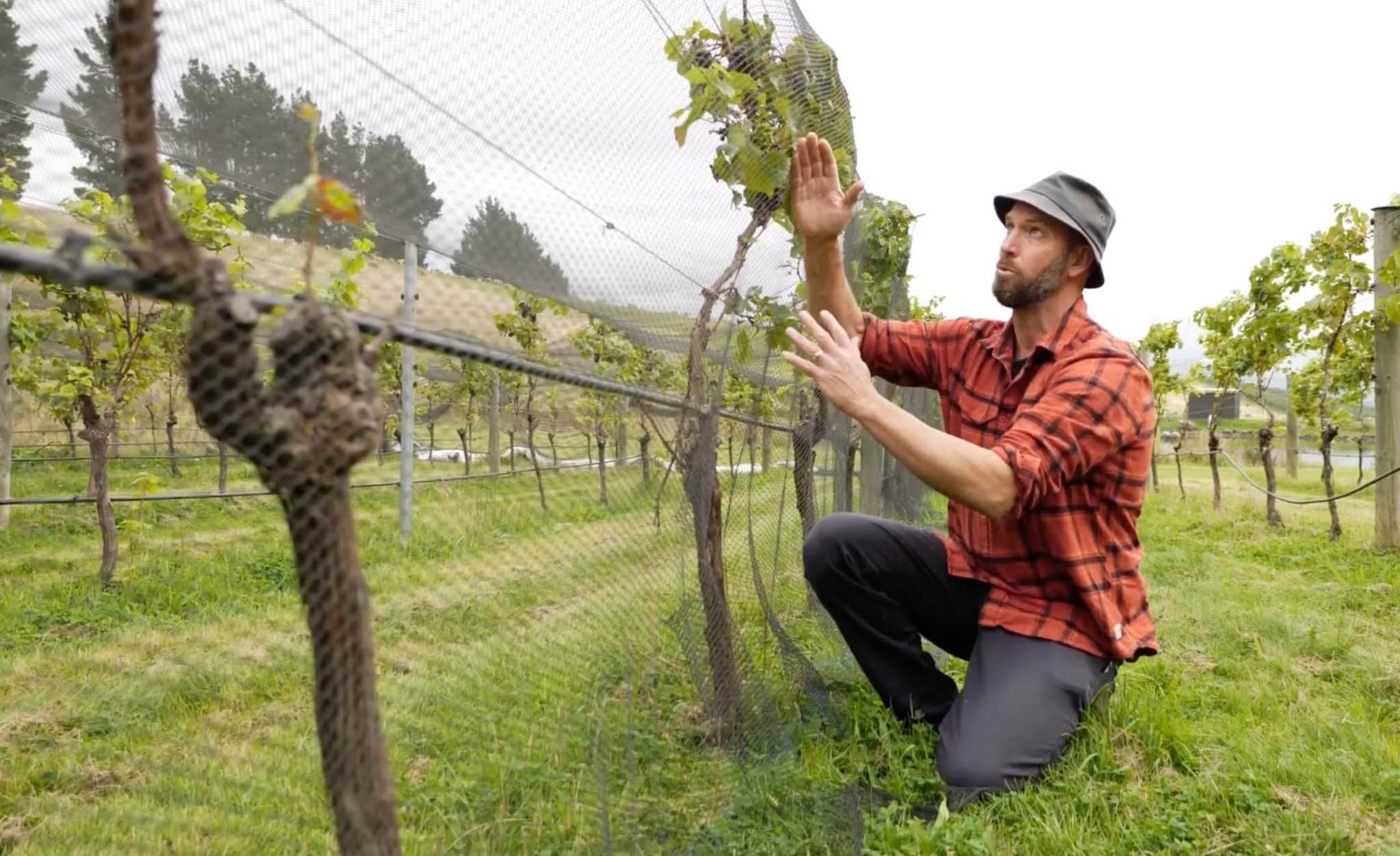 Nick Gill in the Vines explaining regenerative viticulture practices
