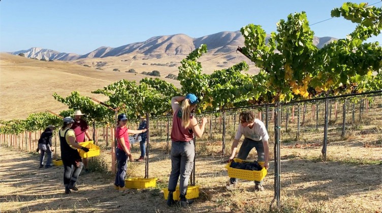 Greystone team in the vineyard working