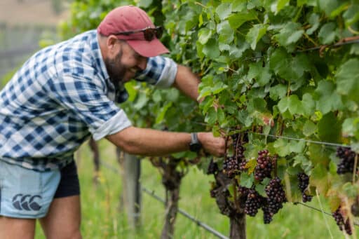 Beyond the Grape : Uncorking the Importance of Certified Organic Wine